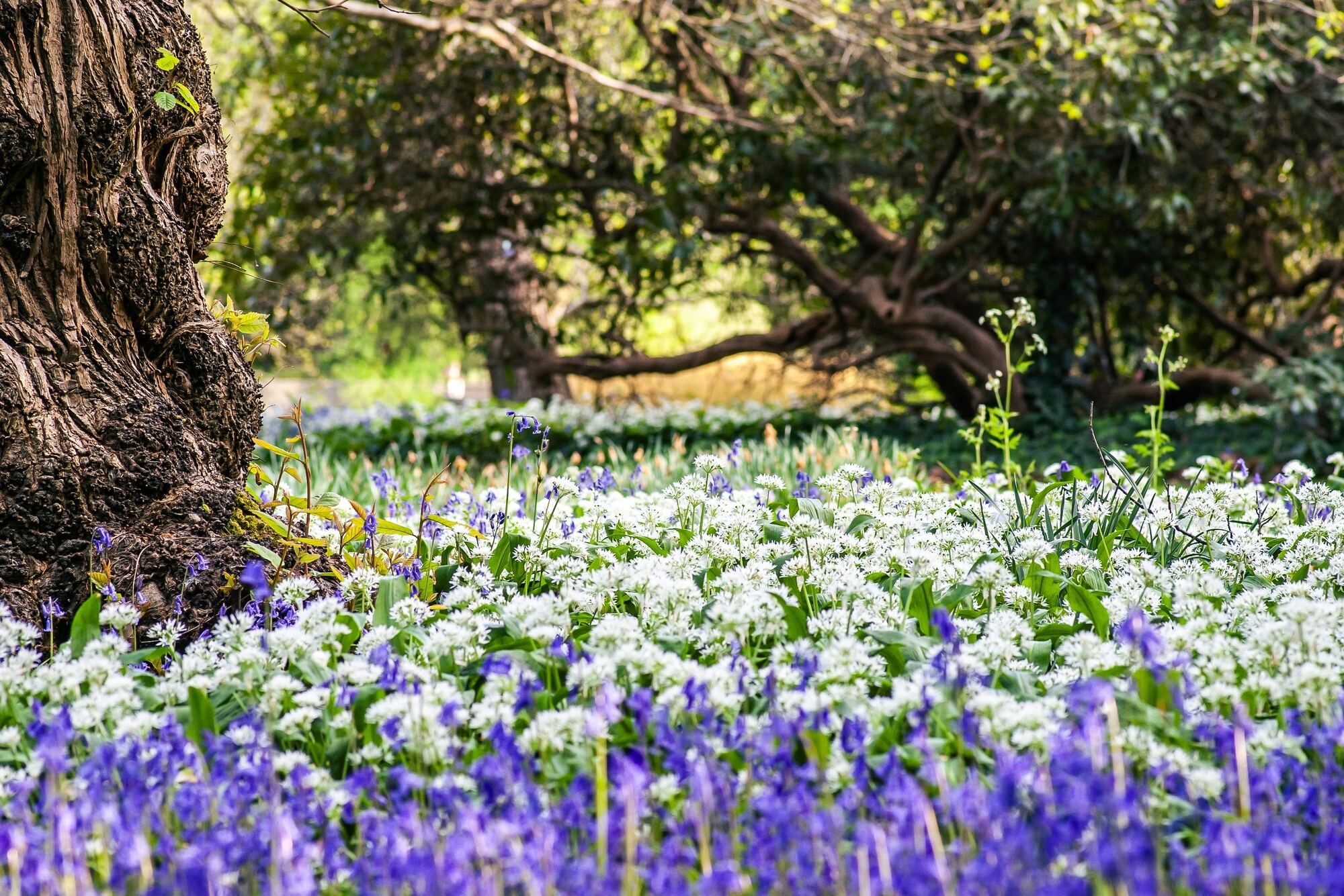 Bluebells and wild garlic carpeting a woodland garden floor