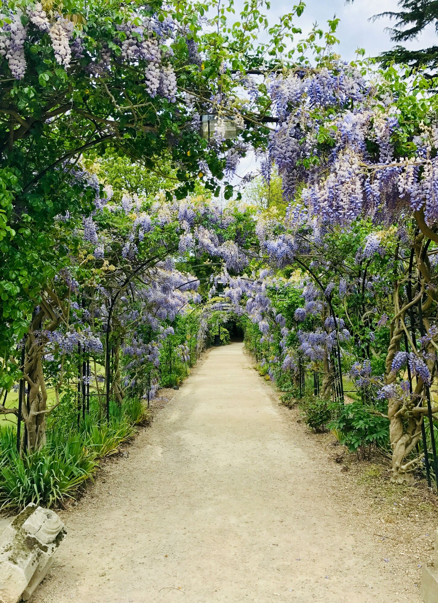 A wisteria arch in full bloom over a gravel path in an Oxford garden
