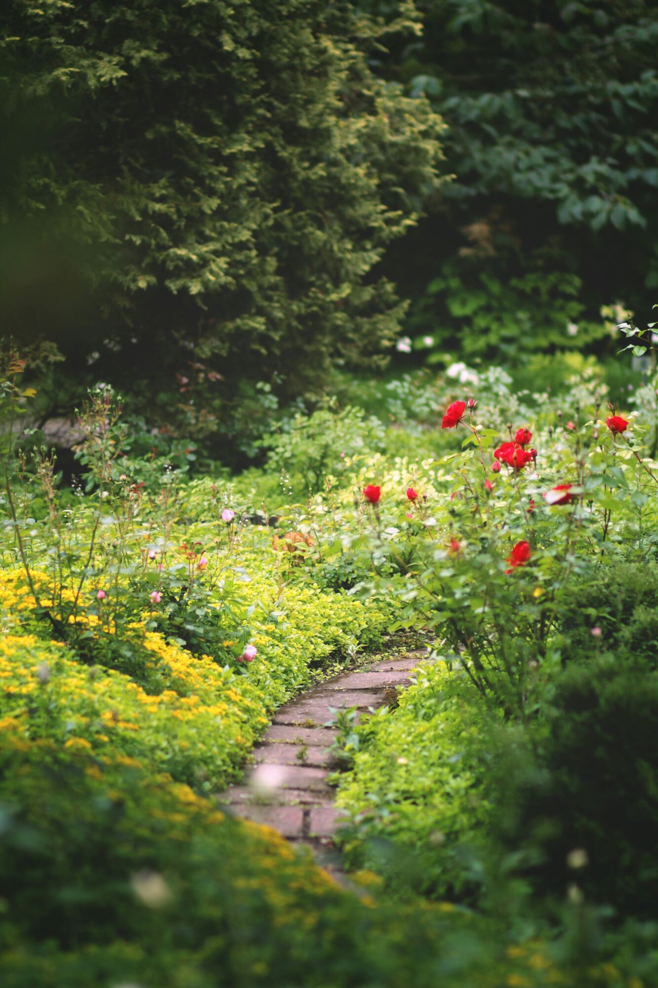 A brick path winding through dense borders with red roses