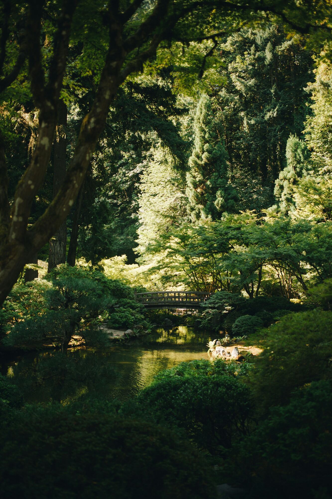 A still garden pond beneath maples with an arched bridge beyond